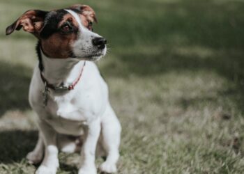 Does a Jack Russell Terrier Shed