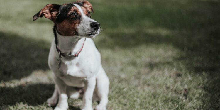 Does a Jack Russell Terrier Shed