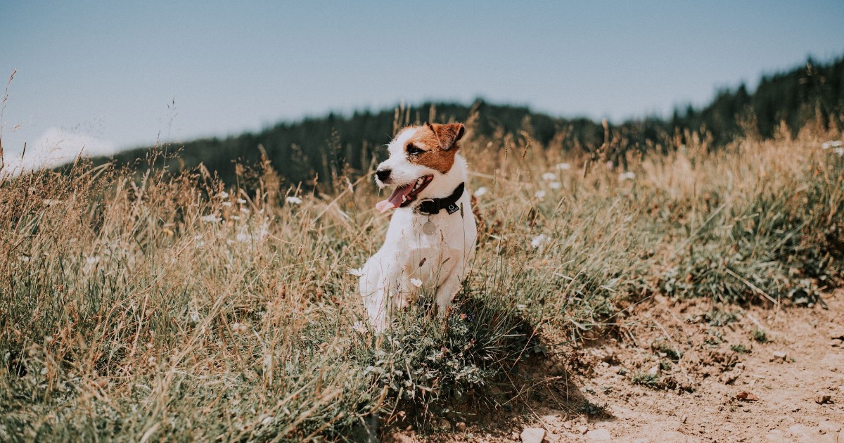 Does a Jack Russell Terrier Shed