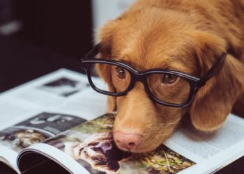 How to take care of a dog
