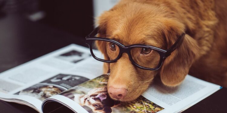 How to take care of a dog
