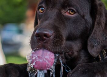 how to trick your dog into drinking water