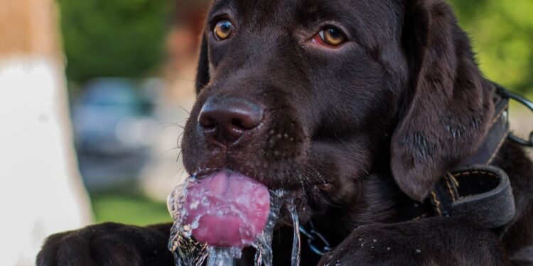 how to trick your dog into drinking water