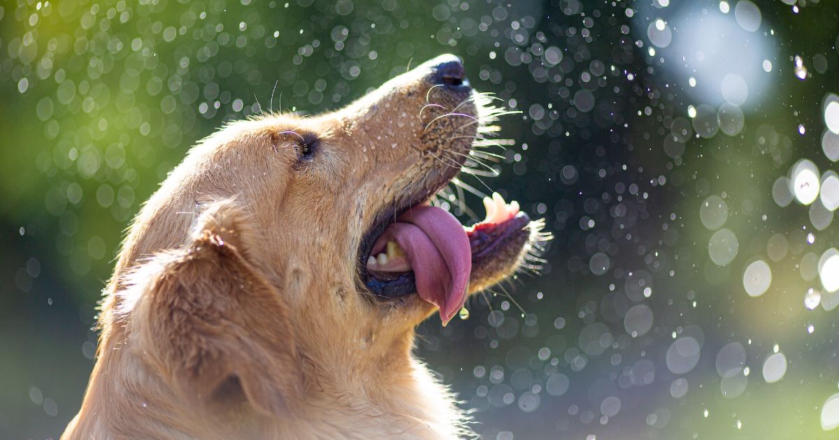 How to trick your dog into drinking water