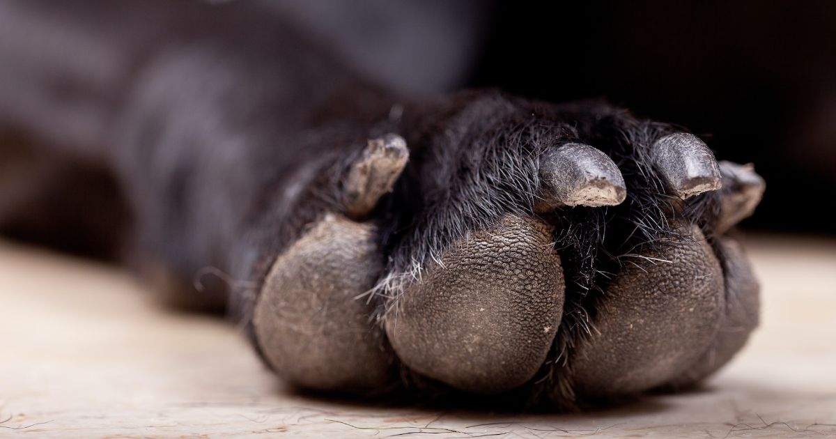 Clean dog paws after a walk