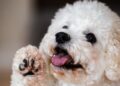 how to clean dog paws after a walk
