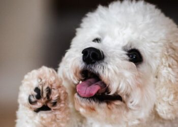 how to clean dog paws after a walk