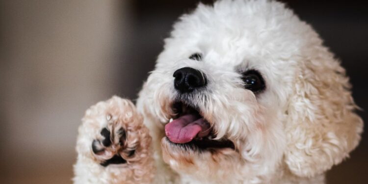 how to clean dog paws after a walk
