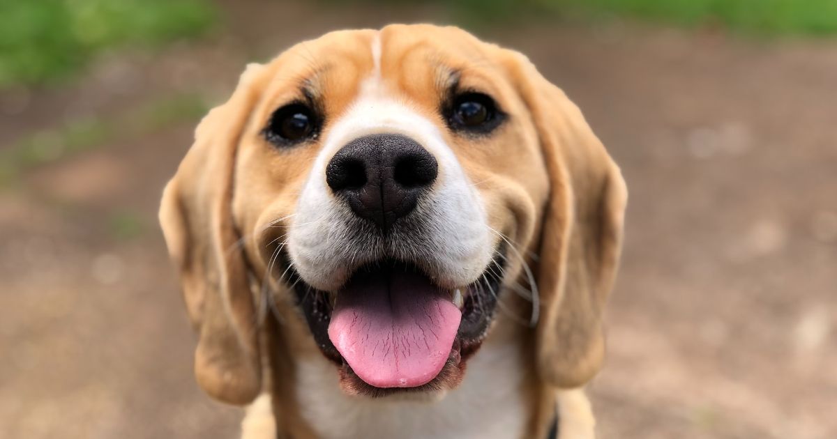 How to take care of a dog