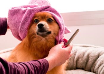 Best Dog Clippers For Thick Hair
