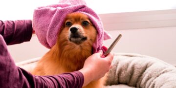 Best Dog Clippers For Thick Hair