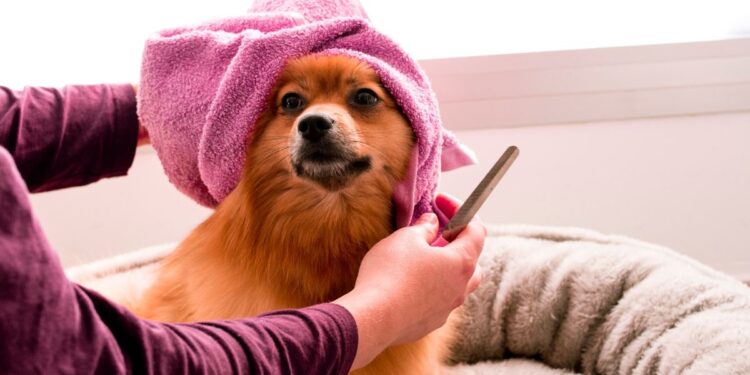 Best Dog Clippers For Thick Hair