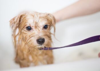 Best Whitening Shampoo For Dogs