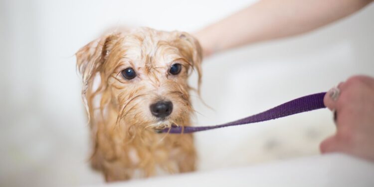Best Whitening Shampoo For Dogs