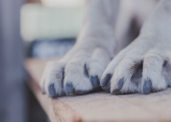 How to Moisturize Dog Paws