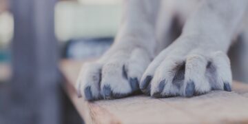 How to Moisturize Dog Paws