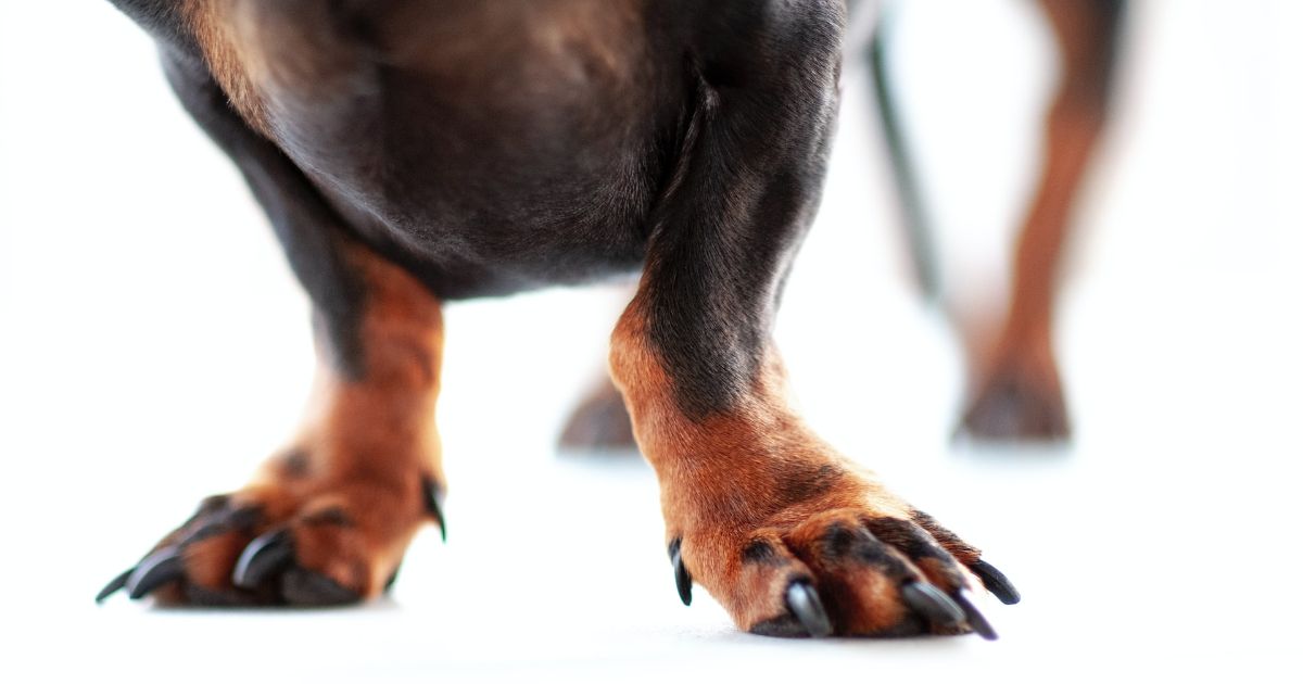 How to Moisturize Dog Paws