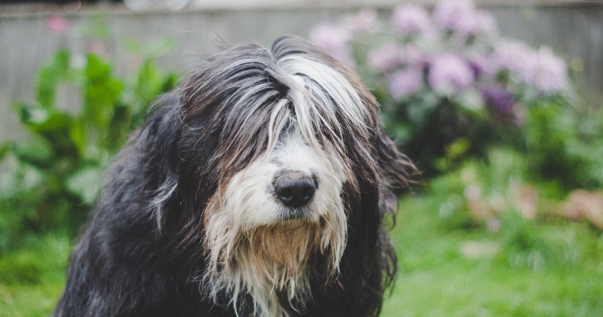 10 Best Dog Clippers For Thick Hair