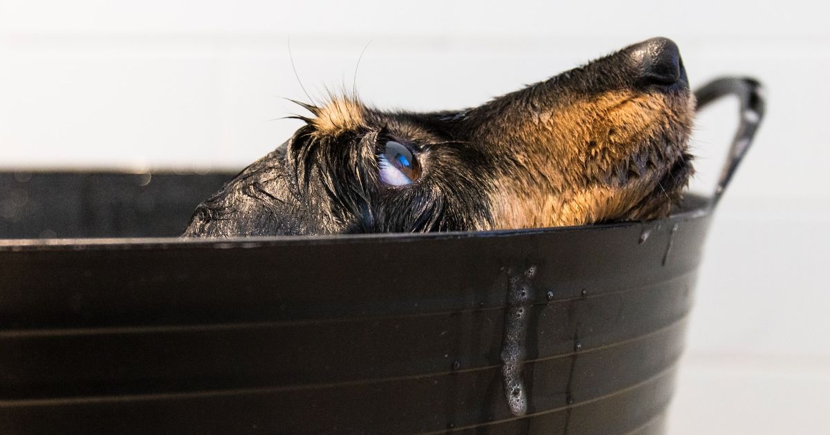 Best Whitening Shampoo For Dogs